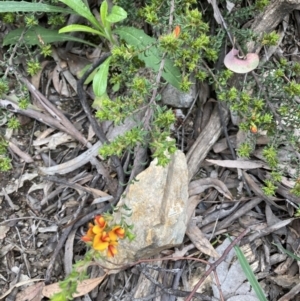 Pultenaea procumbens at Molonglo Valley, ACT - 12 Oct 2021