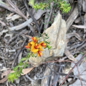 Pultenaea procumbens at Molonglo Valley, ACT - 12 Oct 2021