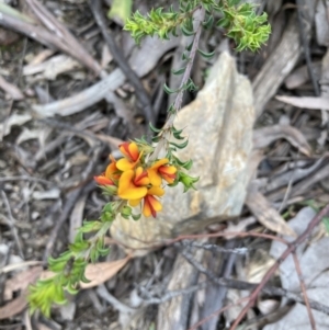 Pultenaea procumbens at Molonglo Valley, ACT - 12 Oct 2021 11:04 AM