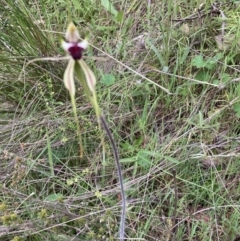 Caladenia atrovespa (Green-comb Spider Orchid) at Black Mountain - 12 Oct 2021 by Jenny54