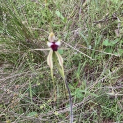 Caladenia atrovespa at Molonglo Valley, ACT - 12 Oct 2021