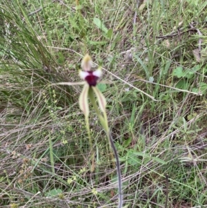 Caladenia atrovespa at Molonglo Valley, ACT - suppressed