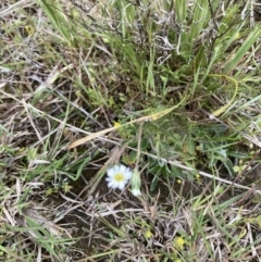 Vittadinia muelleri (Narrow-leafed New Holland Daisy) at Molonglo Valley, ACT - 11 Oct 2021 by Jenny54