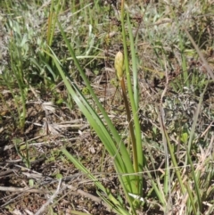 Bulbine bulbosa (Golden Lily, Bulbine Lily) at Theodore, ACT - 22 Sep 2021 by MichaelBedingfield