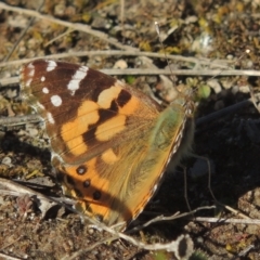 Vanessa kershawi (Australian Painted Lady) at Tuggeranong Hill - 22 Sep 2021 by michaelb