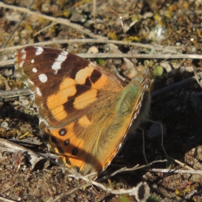 Vanessa kershawi (Australian Painted Lady) at Theodore, ACT - 22 Sep 2021 by michaelb