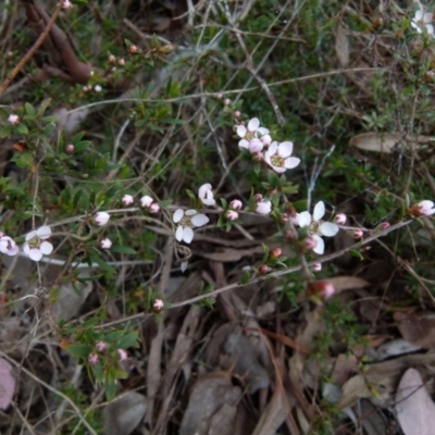 Gaudium multicaule (Teatree) at Bicentennial Park - 11 Oct 2021 by Paul4K