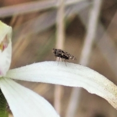 Austrotephritis sp. (genus) (Fruit fly or Seed fly) at Aranda Bushland - 10 Oct 2021 by CathB