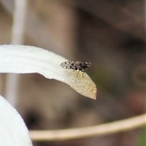 Austrotephritis sp. (genus) at Aranda, ACT - 10 Oct 2021