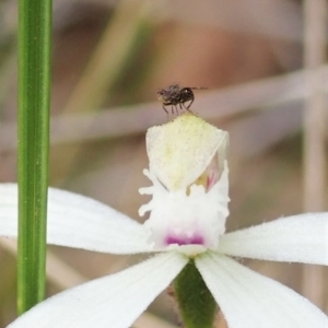 Austrotephritis sp. (genus) at Aranda, ACT - 10 Oct 2021