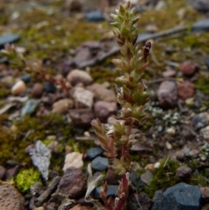 Crassula sieberiana at Queanbeyan West, NSW - 12 Oct 2021 07:58 AM