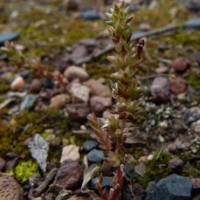 Crassula sieberiana (Austral Stonecrop) at Queanbeyan West, NSW - 12 Oct 2021 by Paul4K