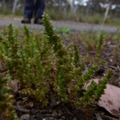 Crassula sieberiana at Queanbeyan West, NSW - 12 Oct 2021 07:58 AM