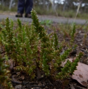 Crassula sieberiana at Queanbeyan West, NSW - 12 Oct 2021 07:58 AM