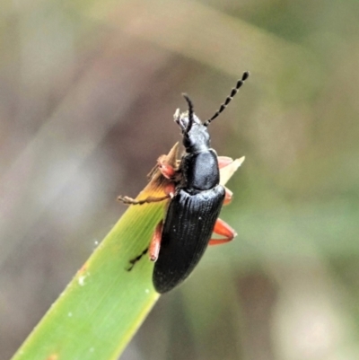 Lepturidea sp. (genus) (Comb-clawed beetle) at Aranda Bushland - 9 Oct 2021 by CathB