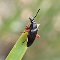 Lepturidea sp. (genus) at Aranda, ACT - 10 Oct 2021