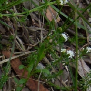 Asperula conferta at Queanbeyan West, NSW - 12 Oct 2021