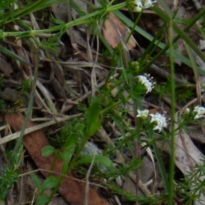 Asperula conferta (Common Woodruff) at Queanbeyan West, NSW - 12 Oct 2021 by Paul4K