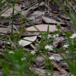 Asperula conferta at Queanbeyan West, NSW - 12 Oct 2021