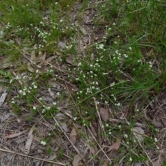 Asperula conferta at Queanbeyan West, NSW - 12 Oct 2021