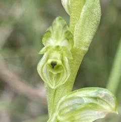 Hymenochilus cycnocephalus (Swan greenhood) at Kambah, ACT - 12 Oct 2021 by AJB