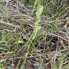 Hymenochilus cycnocephalus at Kambah, ACT - suppressed