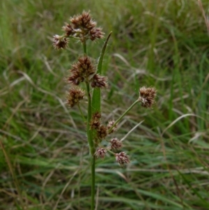 Luzula densiflora at Queanbeyan West, NSW - 12 Oct 2021 08:31 AM