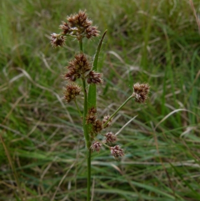 Luzula densiflora (Dense Wood-rush) at Bicentennial Park - 11 Oct 2021 by Paul4K