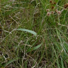 Luzula densiflora at Queanbeyan West, NSW - 12 Oct 2021 08:31 AM