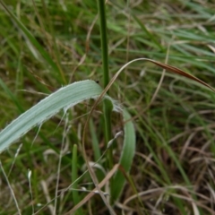 Luzula densiflora at Queanbeyan West, NSW - 12 Oct 2021 08:31 AM