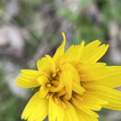 Microseris walteri (Yam Daisy, Murnong) at Mount Taylor - 11 Oct 2021 by AJB