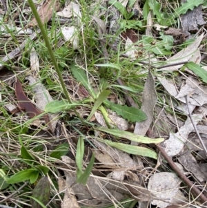 Microseris walteri at Kambah, ACT - 12 Oct 2021 10:54 AM