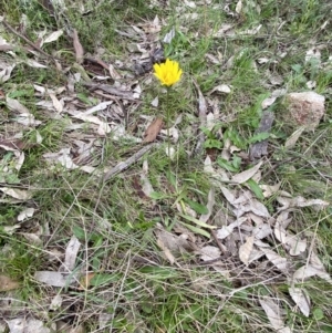 Microseris walteri at Kambah, ACT - 12 Oct 2021 10:54 AM