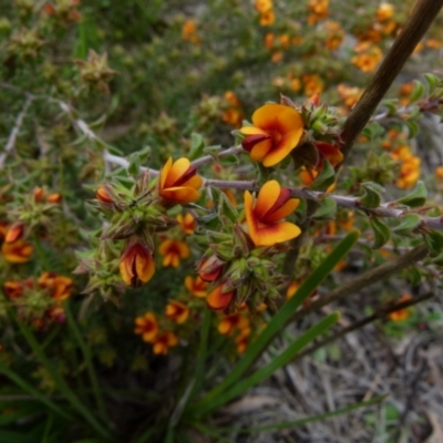 Pultenaea procumbens (Bush Pea) at Queanbeyan West, NSW - 12 Oct 2021 by Paul4K