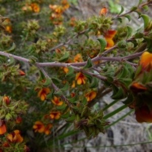 Pultenaea procumbens at Queanbeyan West, NSW - 12 Oct 2021 08:34 AM