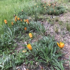 Gazania sp. (A Gazania) at Ngunnawal, ACT - 12 Oct 2021 by Hilda