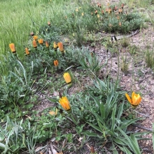 Gazania sp. at Ngunnawal, ACT - 12 Oct 2021 12:47 PM