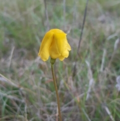 Goodenia pinnatifida (Scrambled Eggs) at Goorooyarroo NR (ACT) - 11 Oct 2021 by mlech