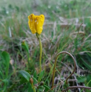 Goodenia pinnatifida at Throsby, ACT - 12 Oct 2021