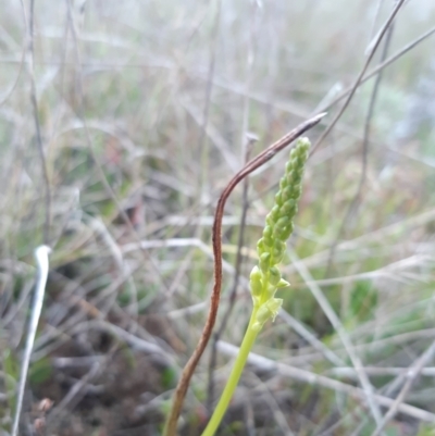 Microtis sp. (Onion Orchid) at Goorooyarroo NR (ACT) - 11 Oct 2021 by mlech