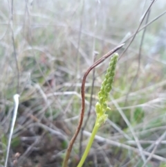 Microtis sp. (Onion Orchid) at Throsby, ACT - 11 Oct 2021 by mlech