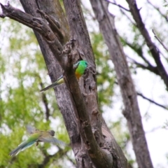 Psephotus haematonotus (Red-rumped Parrot) at Central Molonglo - 11 Oct 2021 by MB