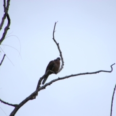 Spilopelia chinensis (Spotted Dove) at Pialligo, ACT - 11 Oct 2021 by MB