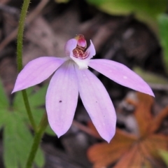 Caladenia carnea (Pink Fingers) at Coree, ACT - 12 Oct 2021 by JohnBundock