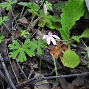 Caladenia carnea at Coree, ACT - 12 Oct 2021