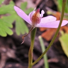 Caladenia carnea at Coree, ACT - 12 Oct 2021