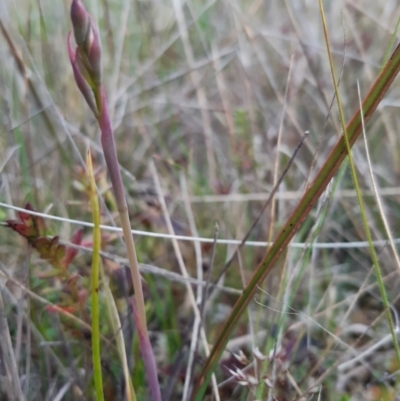 Thelymitra (Genus) (Sun Orchid) at Throsby, ACT - 12 Oct 2021 by mlech