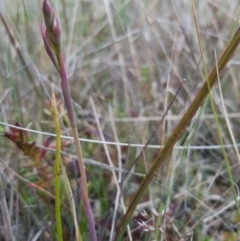 Thelymitra sp. (A Sun Orchid) at Goorooyarroo NR (ACT) - 11 Oct 2021 by mlech