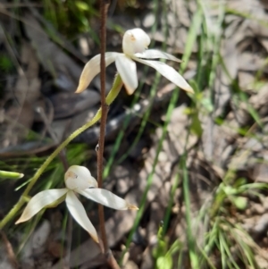 Caladenia ustulata at Stromlo, ACT - 10 Oct 2021