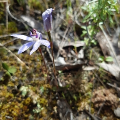 Cyanicula caerulea (Blue Fingers, Blue Fairies) at Block 402 - 9 Oct 2021 by mlech